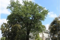 Pomnik-przyrody-sedziwy-wielki-dab