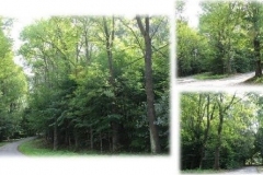 Zabytkowy-„park-na-Gorce